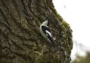 Collared Flycatcher, Poland 10th of May 2010 Photo: Anne Navntoft