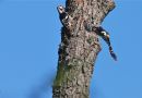 White-backed Woodpecker, Poland 12th of May 2010 Photo: Anne Navntoft