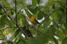 Prothonotary Warbler, Blommegul Sanger, USA 27th of April 2010 Photo: Kim Duus