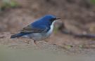 Siberian Blue Robin, China 26th of April 2010 Photo: Tomas Lundquist