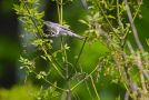 Barred Warbler, Poland 12th of May 2010 Photo: Anne Navntoft