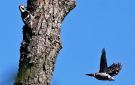 White-backed Woodpecker, Poland 12th of May 2010 Photo: Anne Navntoft