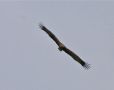 Lesser Spotted Eagle, Poland 11th of May 2010 Photo: Anne Navntoft