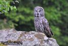 Great Grey Owl, Sweden 25th of May 2010 Photo: Martin Gottschling