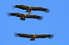 Griffon Vulture, Spain 10th of May 2010 Photo: Hans Henrik Larsen