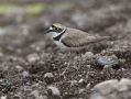 Little Ringed Plover, Greece 2nd of June 2010 Photo: Klaus Dichmann