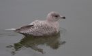 Iceland Gull, Denmark 9th of March 2010 Photo: Ole Amstrup