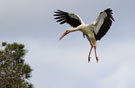 Hvid Stork, Storkeballet., Spanien 11. maj 2010 Foto: Hans Henrik Larsen