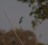 Abyssinian Roller, Ghana 25th of February 2010 Photo: Ole Amstrup