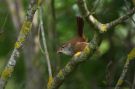 Cetti's Warbler, Croatia 27th of May 2010 Photo: Otto Samwald