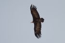 Hooded Vulture, Ghana 1st of March 2010 Photo: Ole Amstrup