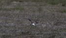 Oriental Pratincole, Denmark 26th of May 2010 Photo: Ole Amstrup