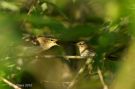 Willow Warbler, mad nuuuuu, Denmark 25th of June 2010 Photo: Christian Eilers