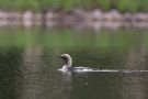 Black-throated Loon, Sweden 8th of July 2010 Photo: Lars Birk