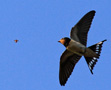 Barn Swallow, Bytte lokaliseret., Denmark 11th of July 2010 Photo: Hans Henrik Larsen