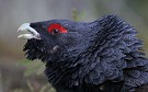 Western Capercaillie, 