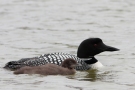 Great Northern Loon, Ad. + 1k, Iceland 5th of July 2010 Photo: Steen E. Jensen