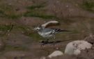 White Wagtail, 1cy personata, Kyrgyzstan 22nd of July 2009 Photo: Ole Amstrup