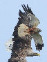 White-tailed Eagle, Nærkontakt med rørhøg, Denmark 22nd of July 2010 Photo: Axel Mortensen