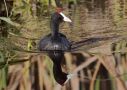 Red-knobbed Coot, Spain 16th of May 2010 Photo: Nis Lundmark Jensen