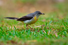 Grey Wagtail, ad. female, Azores 13th of July 2010 Photo: Simon Rosenkilde Waagner