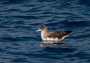 Cory's Shearwater, Portugal 26th of August 2007 Photo: Ole Amstrup