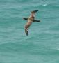 Brown Booby, Puerto Rico 20th of May 2010 Photo: Jens Thalund