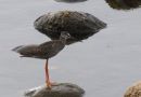 Spotted Redshank, 1K, mørk type, Denmark 14th of August 2010 Photo: Klaus Malling Olsen