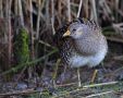 Spotted Crake, Sweden 19th of August 2010 Photo: Mikael Nord