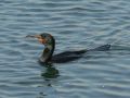Double-crested Cormorant, USA 23rd of April 2008 Photo: Michael Frank Nielsen