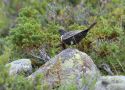 Ring Ouzel, Norway 15th of August 2010 Photo: Bo Jensen