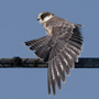 Red-footed Falcon, Migrating 1cy displaying during stretch of left wing, Sweden 30th of August 2010 Photo: Eigil Ødegaard