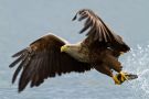 White-tailed Eagle, Norway 15th of July 2010 Photo: Henrik Just