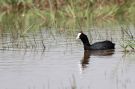 Red-knobbed Coot, Adult 