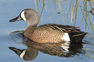 Blue-winged Teal, Canada 26th of May 2010 Photo: Allan Kjær Villesen