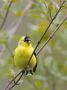 American Goldfinch, Canada 9th of May 2010 Photo: Henry Lehto