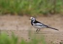 White Wagtail, China 25th of April 2010 Photo: Tomas Lundquist