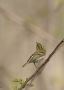 Pallas's Leaf Warbler, China 27th of April 2010 Photo: Tomas Lundquist