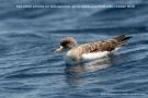 Cory's Shearwater, Portugal 26th of August 2010 Photo: Erik Mølgaard