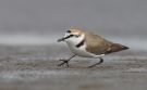 Kentish Plover, China 28th of April 2010 Photo: Tomas Lundquist