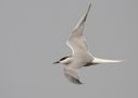 Common Tern, China 28th of April 2010 Photo: Tomas Lundquist