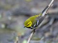 Black-throated Green Warbler, Canada 9th of May 2010 Photo: Henry Lehto