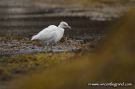 Little Blue Heron, A little white heron named blue !?!, Ireland 9th of October 2008 Photo: Vincent Legrand
