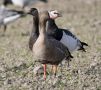 Lesser White-fronted Goose x Barnacle Goose, Sweden 3rd of October 2010 Photo: Benoit Nabholz