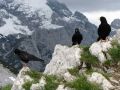 Alpine Chough, Mountain crows!, Slovenia 21st of June 2009 Photo: Dirk Van Gansberghe