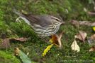 Northern Waterthrush, Azores 7th of October 2010 Photo: Vincent Legrand