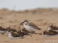 Greater Sand Plover, China 13th of May 2010 Photo: Martinez Jonathan
