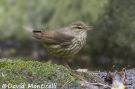 Northern Waterthrush, Azores 7th of October 2010 Photo: David Monticelli