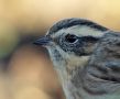 Black-throated Accentor, The last pictures of the accentor, Sweden 15th of October 2010 Photo: Mikael Nord