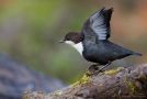 White-throated Dipper, Stretching, Sweden 7th of November 2010 Photo: Daniel Pettersson